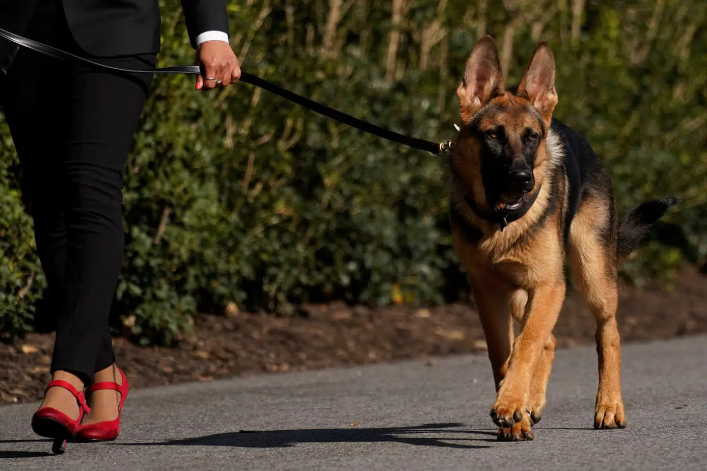 Her ses Commander blive luftet (arkivfoto).