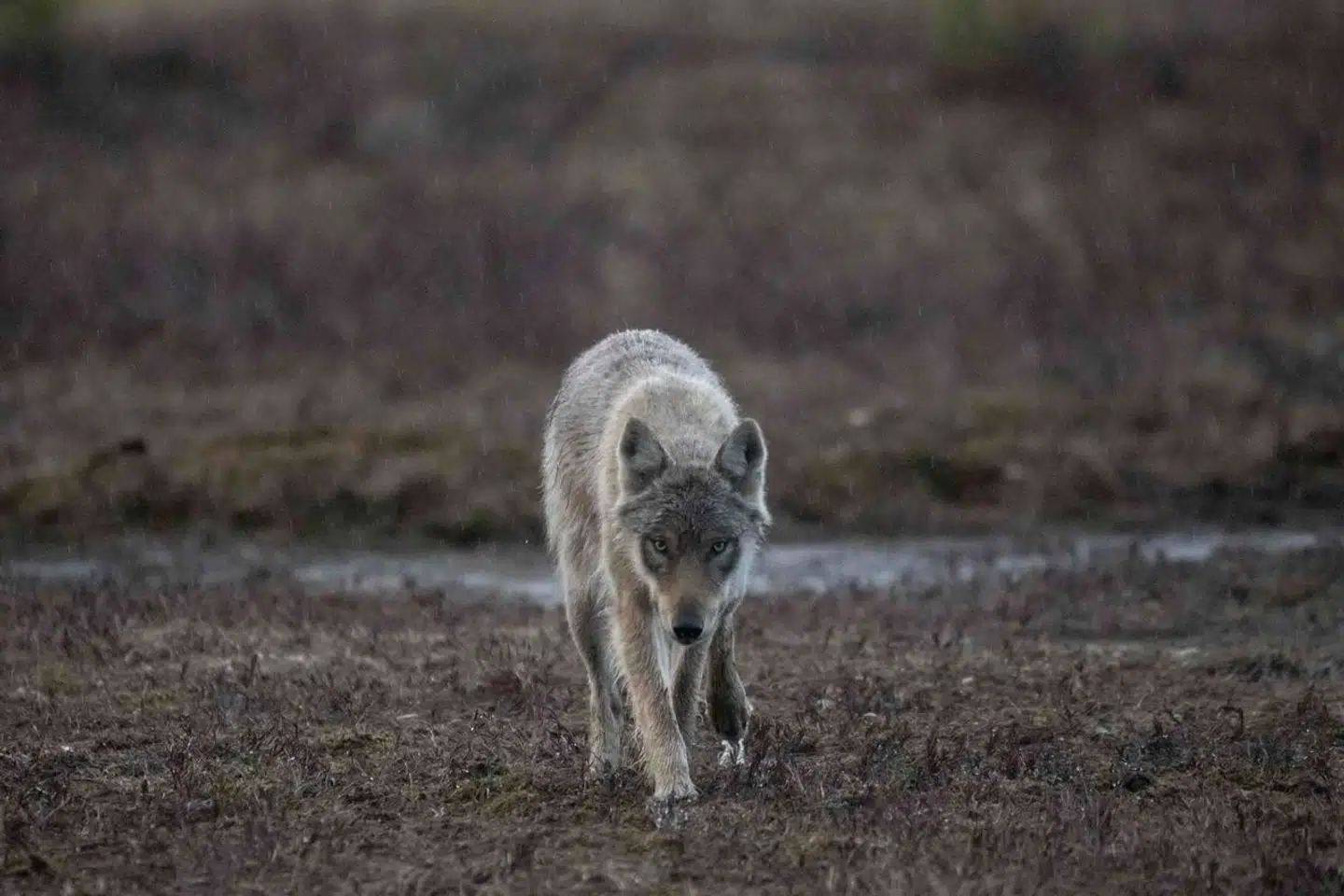 I Danmark kan vi inden for få år nå op på 210 ulve, konkluderer et nyt forskningsnotat. Det vil kunne mærkes. Foto: Olivier Morin, Scanpix