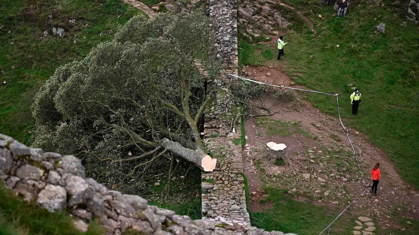 Træet var lokaliseret i Norttumberland National Park, i det nordlige Storbritanien