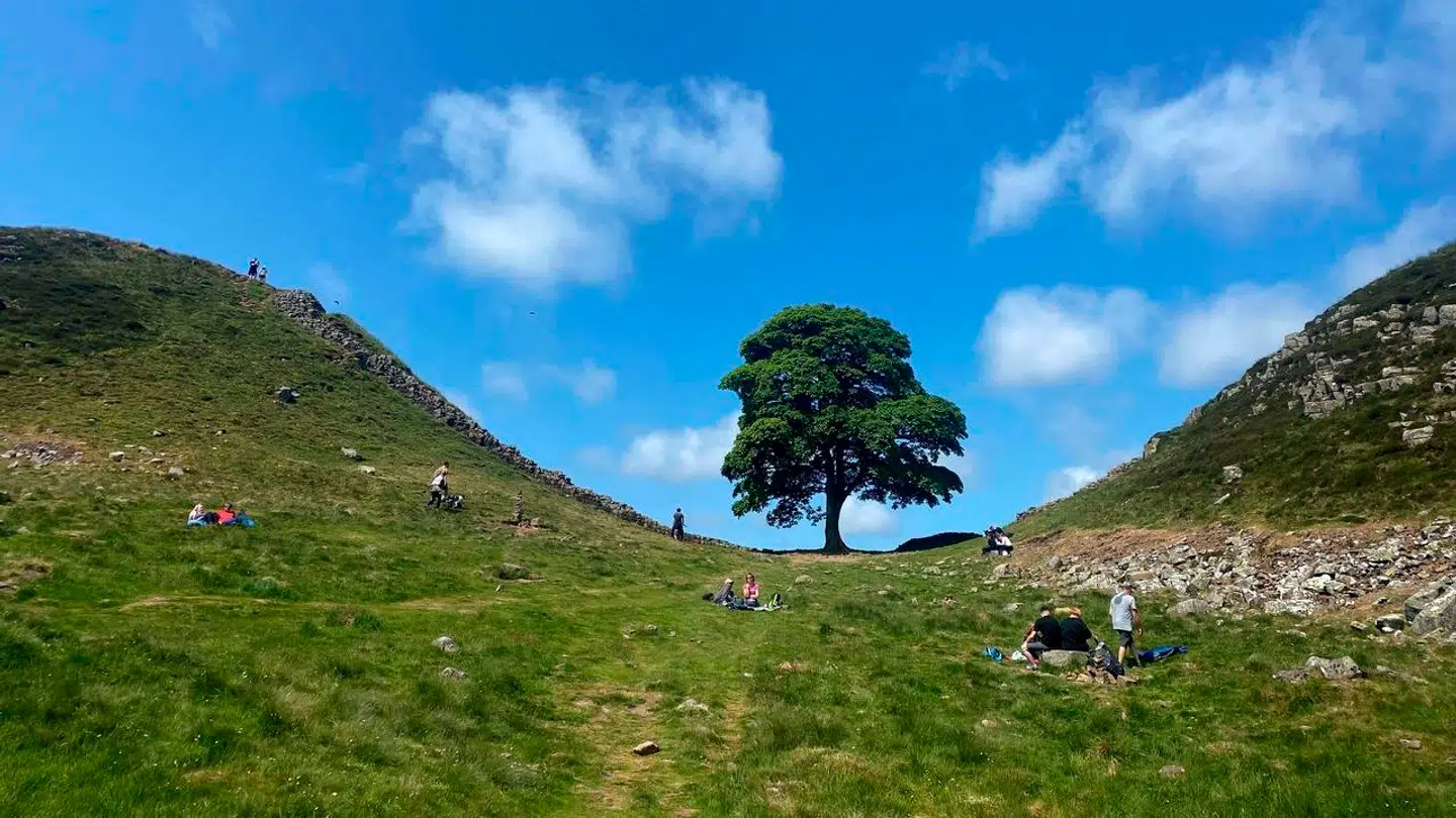 Træet er af de mest kendte og mest fotograferede i hele England.
