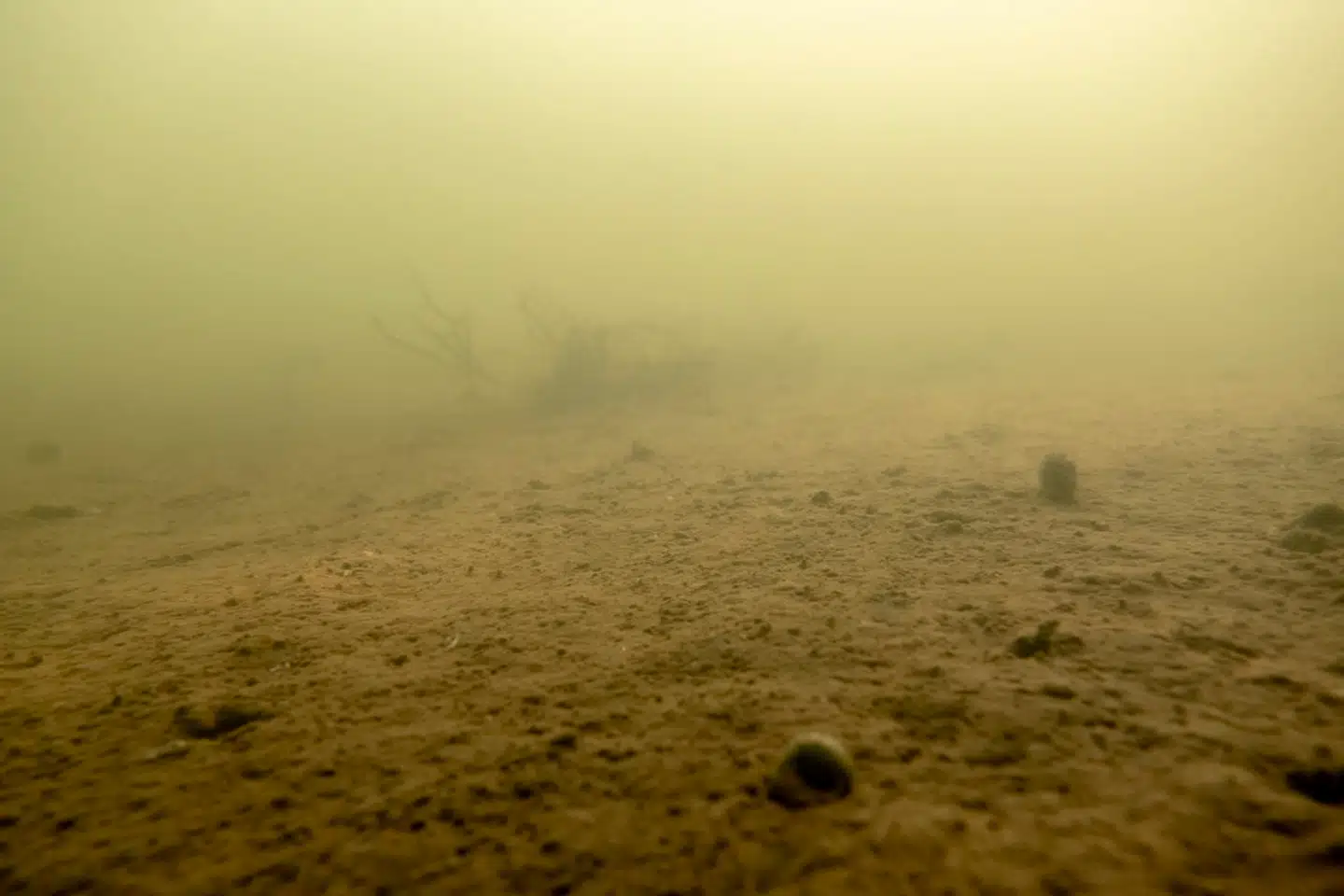 Gold og mudret havbund, rådne planter og ingen fisk. Berlingskes optagelser af den danske havbund gennem et år viser tegn på iltsvind overalt. Eksperterne er bekymrede.