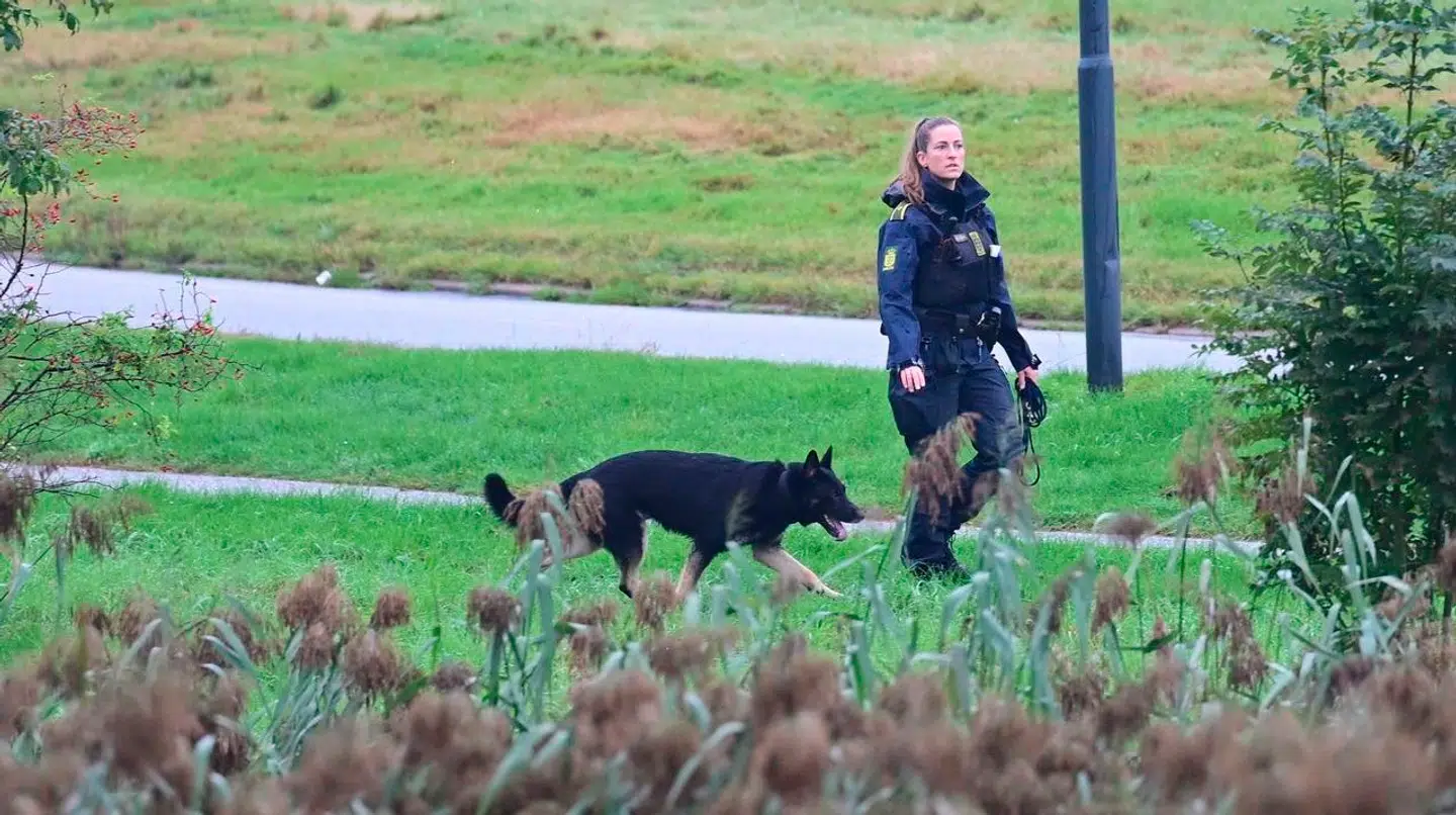 Hunde søger i området.