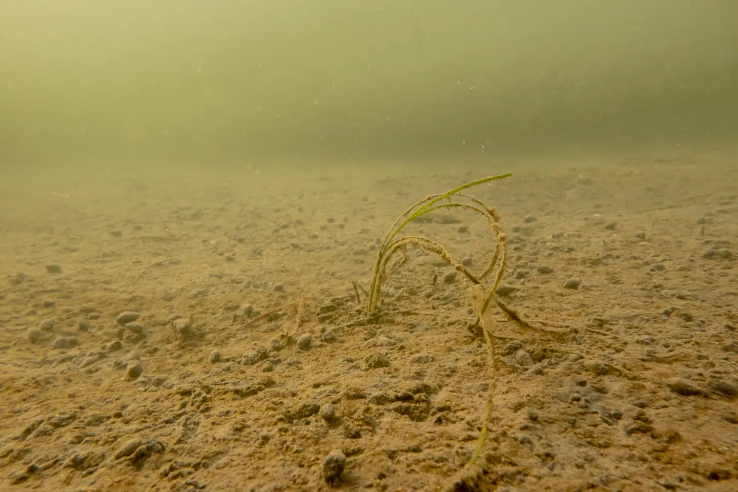 Undervandsfoto af iltsvind fra Kalø Vig.