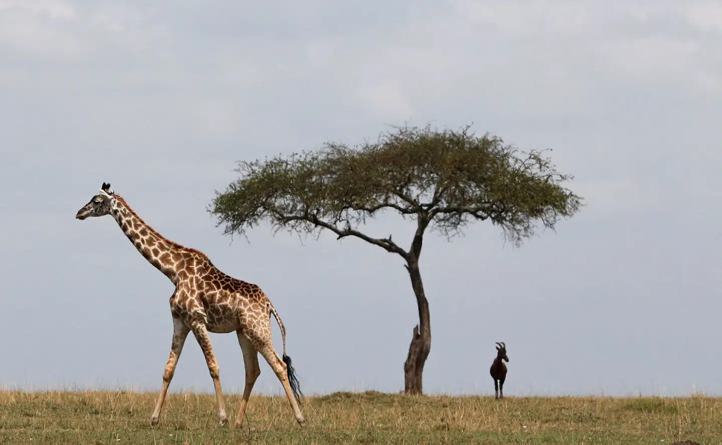Vil man skræmme en giraf, er menneskesnak mere effektivt end løvebrøl.