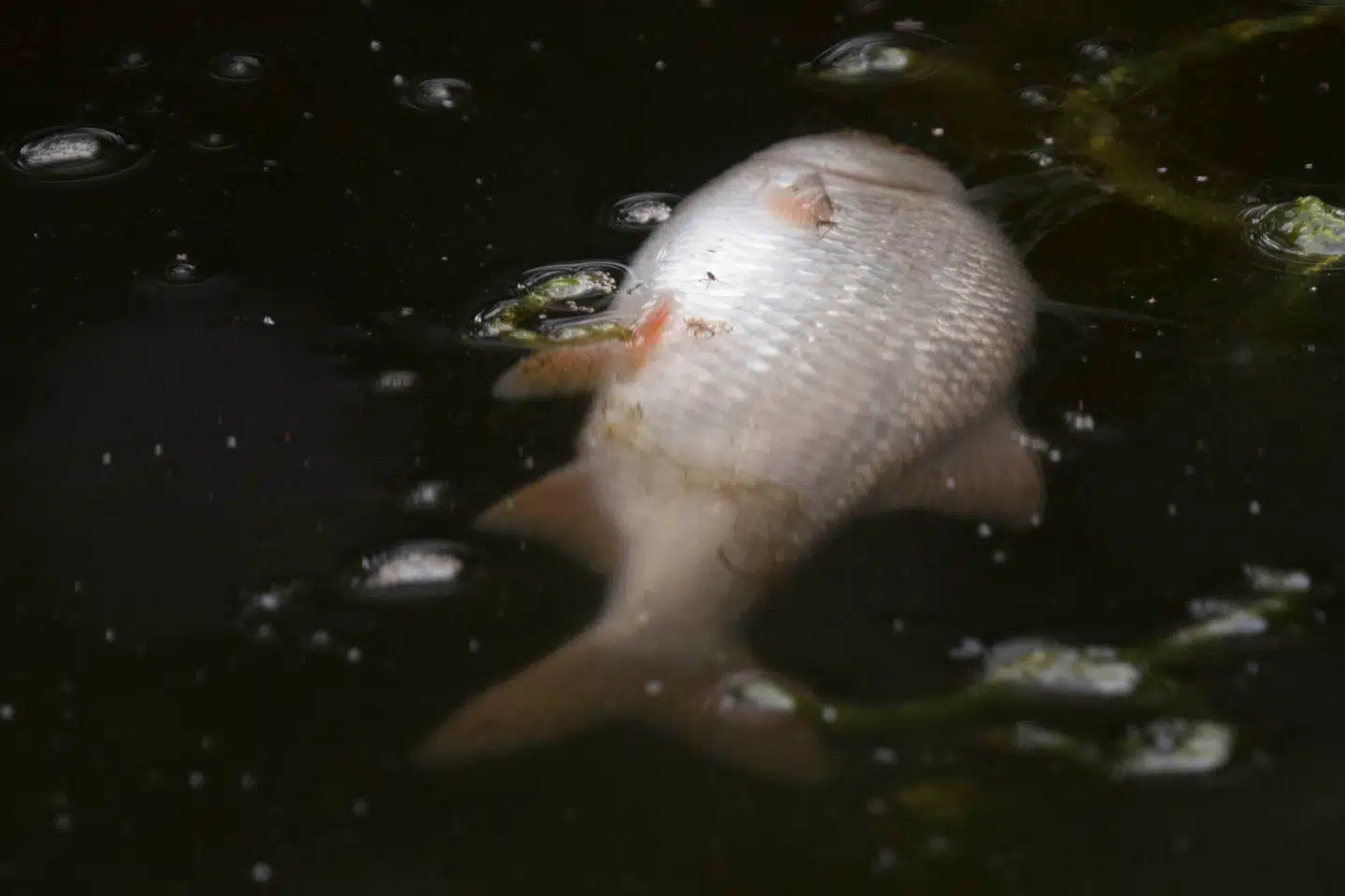Problemet med vores vandmiljø er ikke ligefrem nys opstået. Her flyder døde fisk i det iltfattige vand i Odense Å i 2018. Foto: Nils Svaleb, Scanpix.