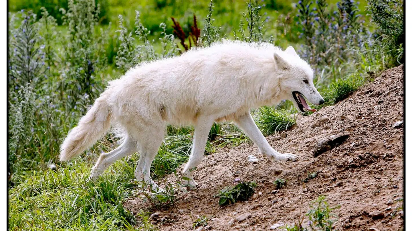 En ulv i Ree Park Safari.