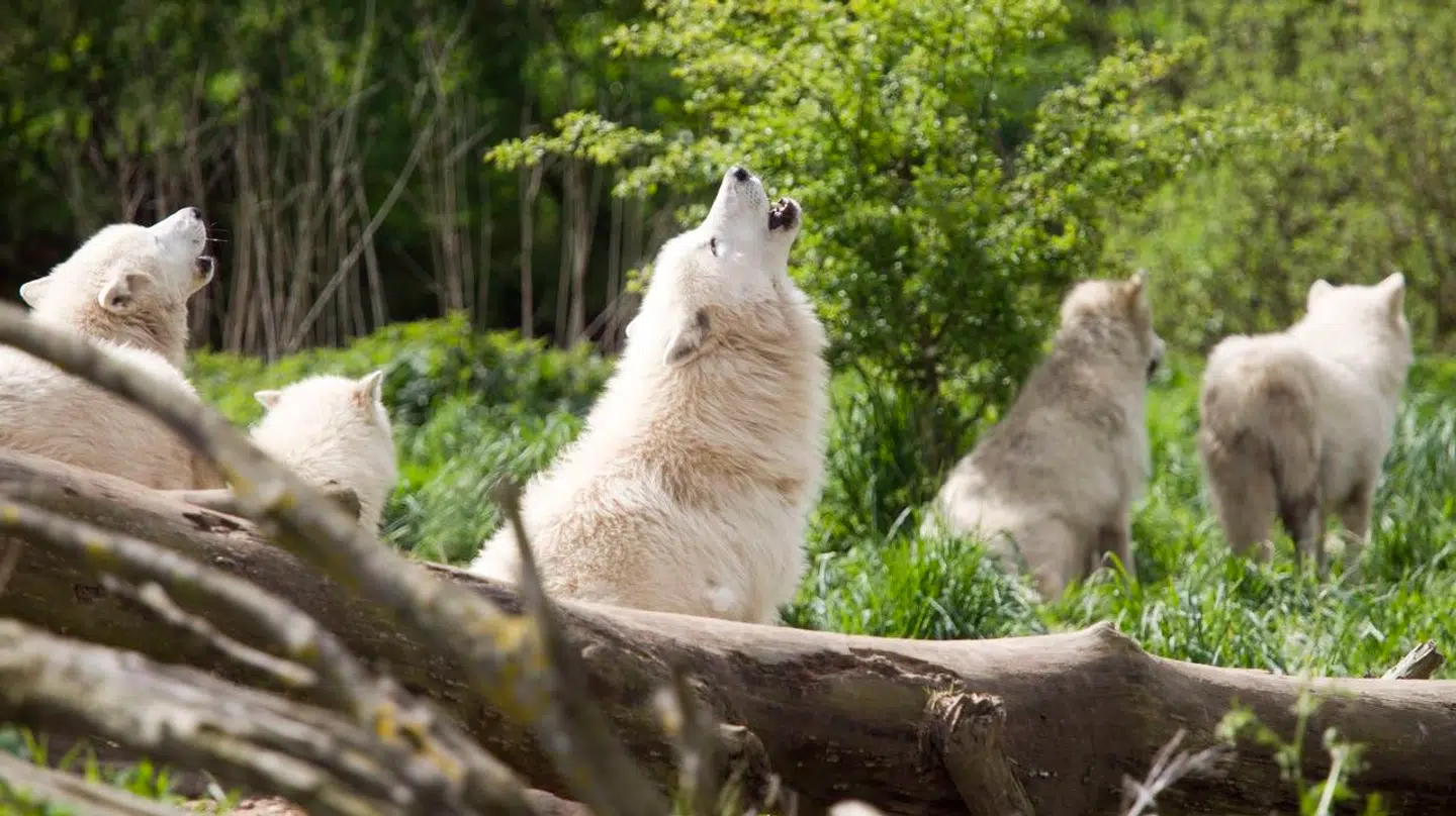 Ulve i Ree Park ved Ebeltoft.