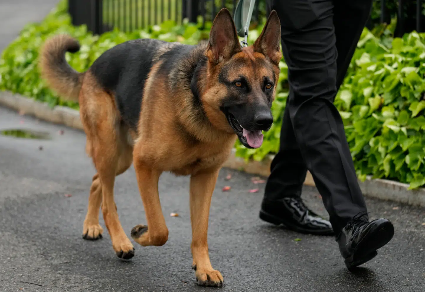 Commander er ofte blevet set i Washington ved Det Hvide Hus. Eksempelvis når den er blevet luftet.