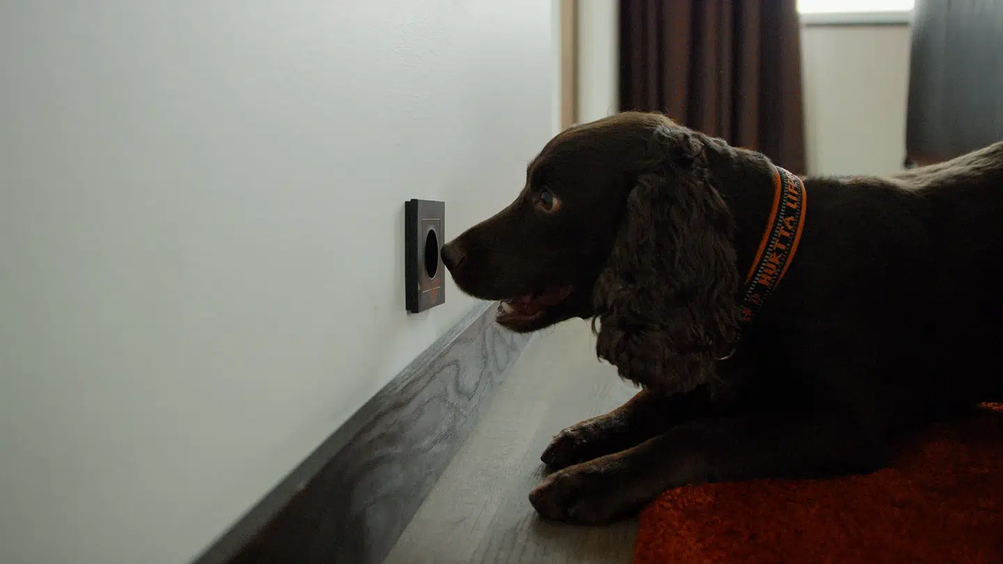 Væggelushunden er trænet i Sverige til at finde de blodsugende væsener.