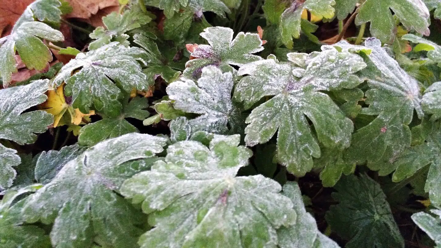 Natten til søndag kan nogle steder i landet opleve efterårets første nattefrost. Arkivfoto.