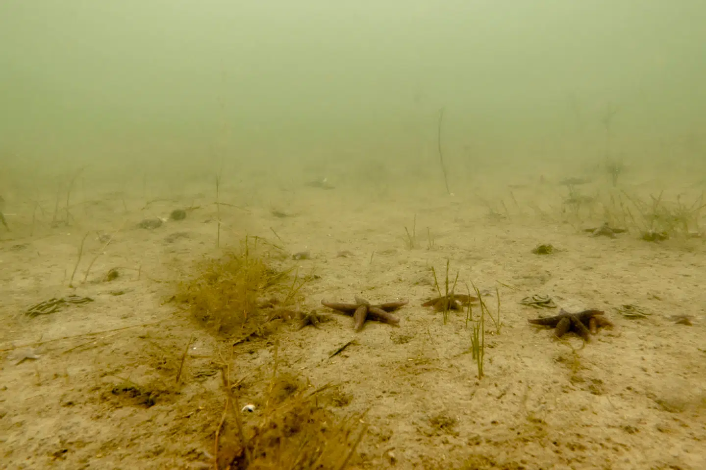 »Lige nu må vi trods alt glæde os over, at alliancen mellem partiet Venstre, landbrugets interesseorganisation Landbrug & Fødevarer og deres aflægger i Bæredygtigt Landbrug er blevet demaskeret som det, de er,« skriver Joachim Hjerl. Undervandsfoto af iltsvind fra Helnæs Bugt.