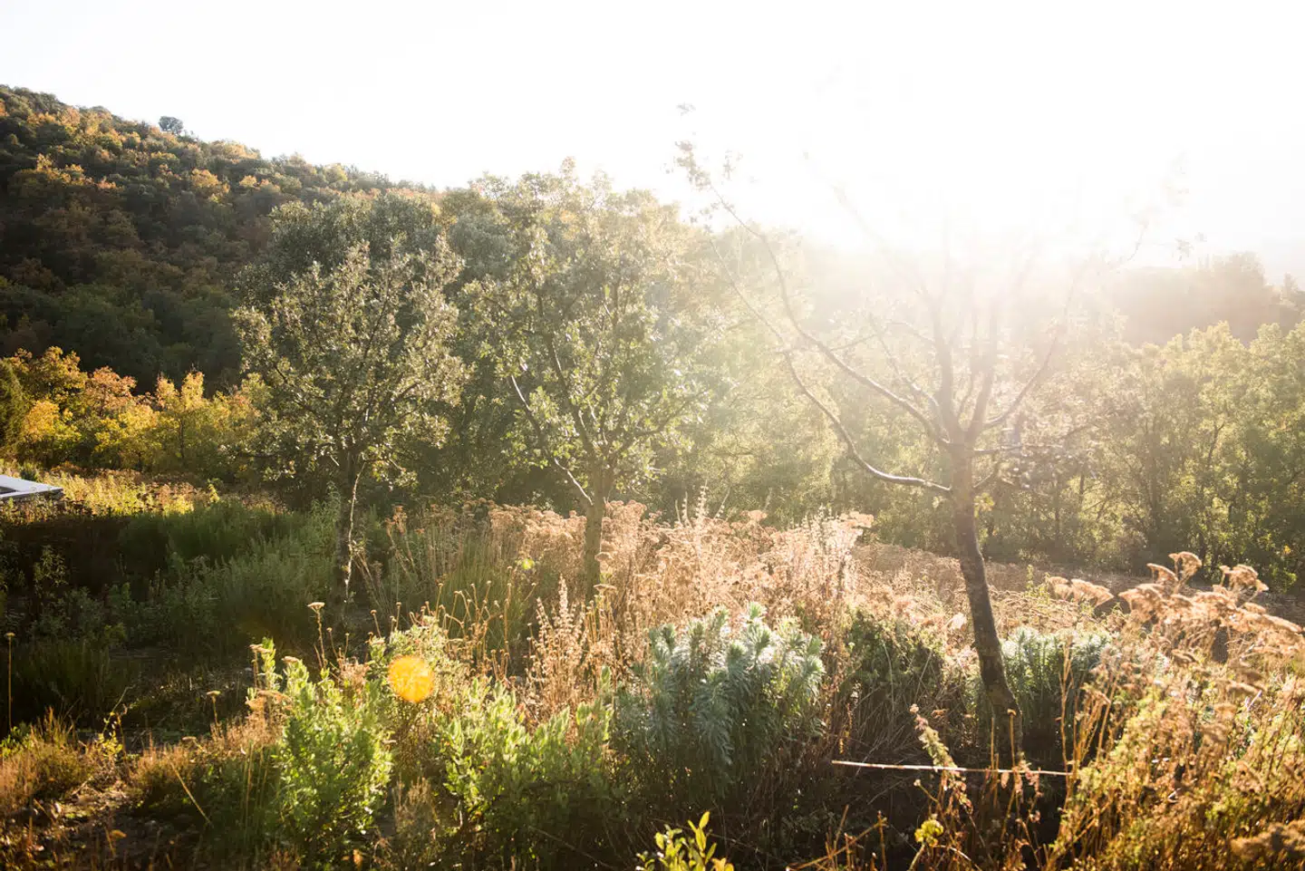 Savner du sydens sol, så er det ikke for sent at bestille en ferie i næste uge. Her får du de bedste tip til at rejse mest økonomisk – i efterårsferien eller på et senere tidspunkt.