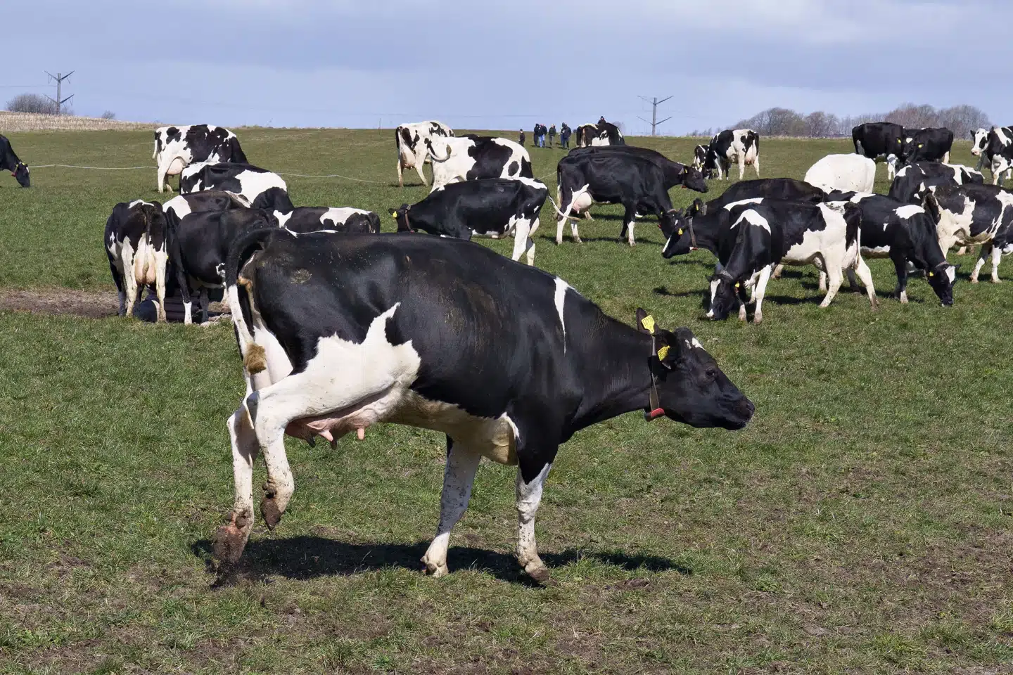 Landbruget får milliarder i støtte hvert år. (Arkivfoto).