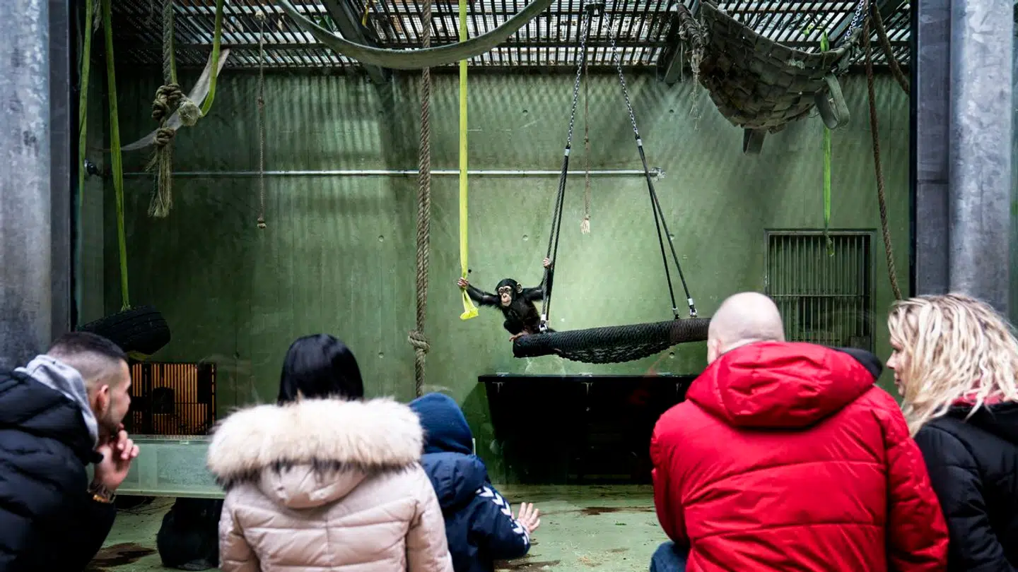De unge han-chimpanser i Københavns Zoo er ude på drengestreger – arkivfoto.