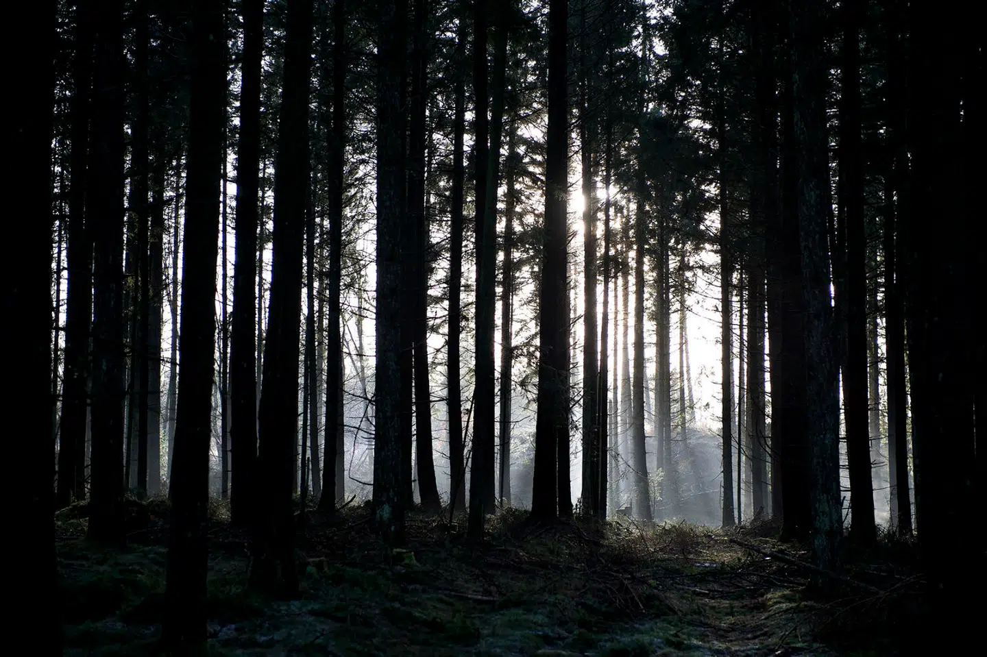 Granskov mellem Viborg og Karup. Arkivfoto: Henning Bagger, Scanpix