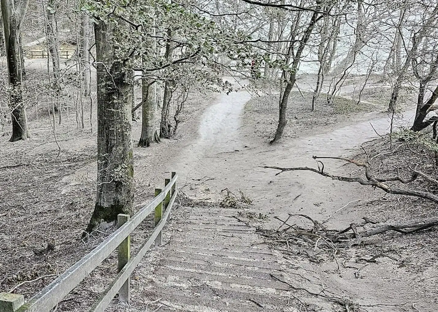 Det ligner, at der er faldet sne på Møns Klint – i virkeligheden er det kridt fra klinten, der er fløjet op i skoven.