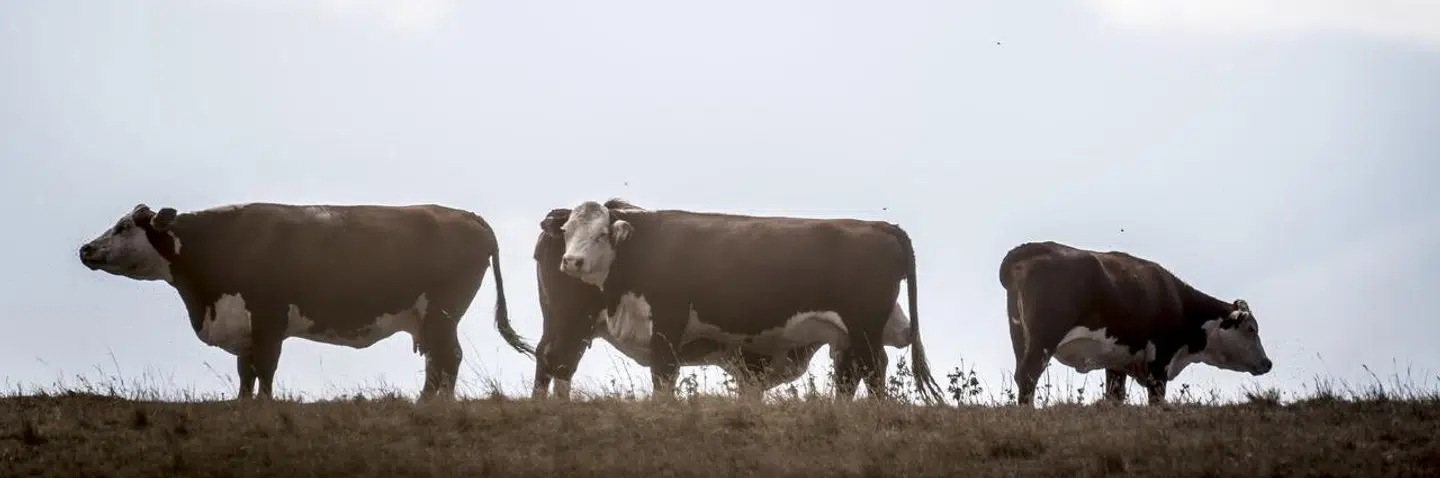 Køer på mark ved Lejre, tirsdag den 24. juli 2018. (Foto: Mads Claus Rasmussen/Ritzau Scanpix)
