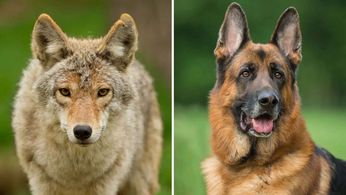 En prærieulv og en schæferhund. En amerikansk jæger kunne ikke se forskel på de to dyr.