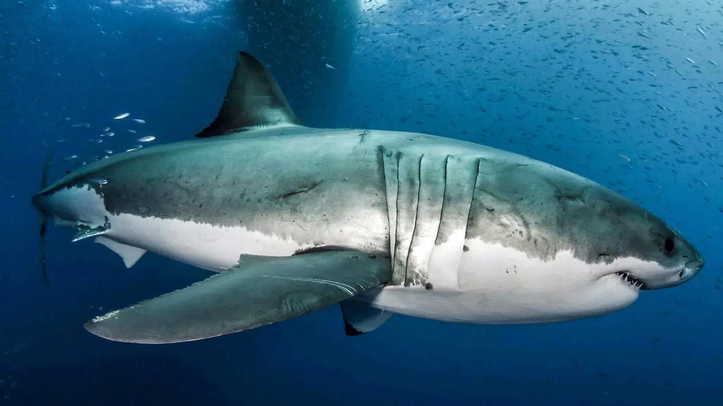 Det er bestemt ikke første gang, at et fatalt hajangreb finder sted ved Mexicos kyster.