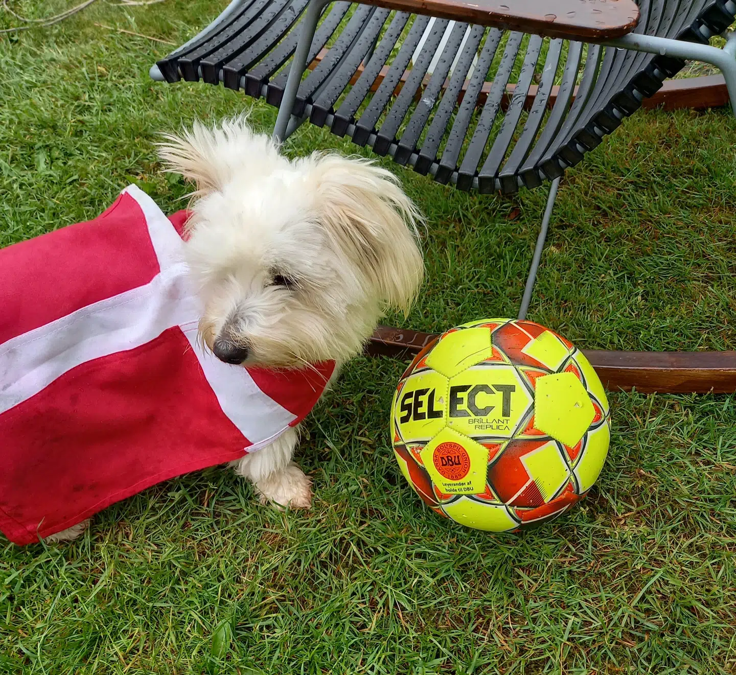 Marianne Soleris Christensens hund Anton.