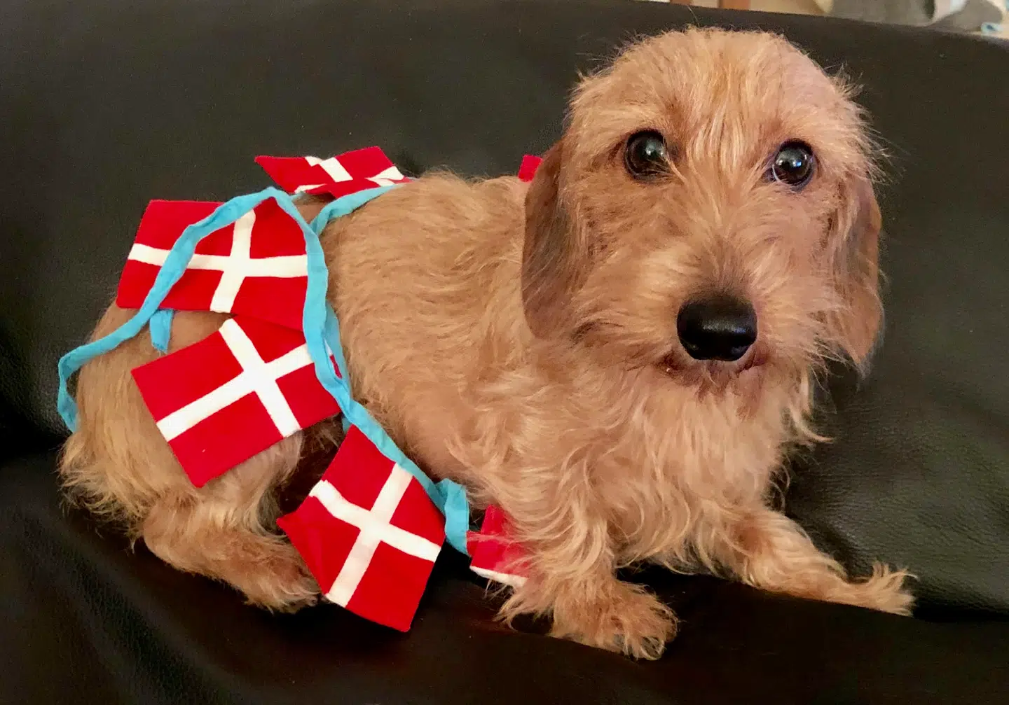 Tina Boviens hund er helt klar til EM!