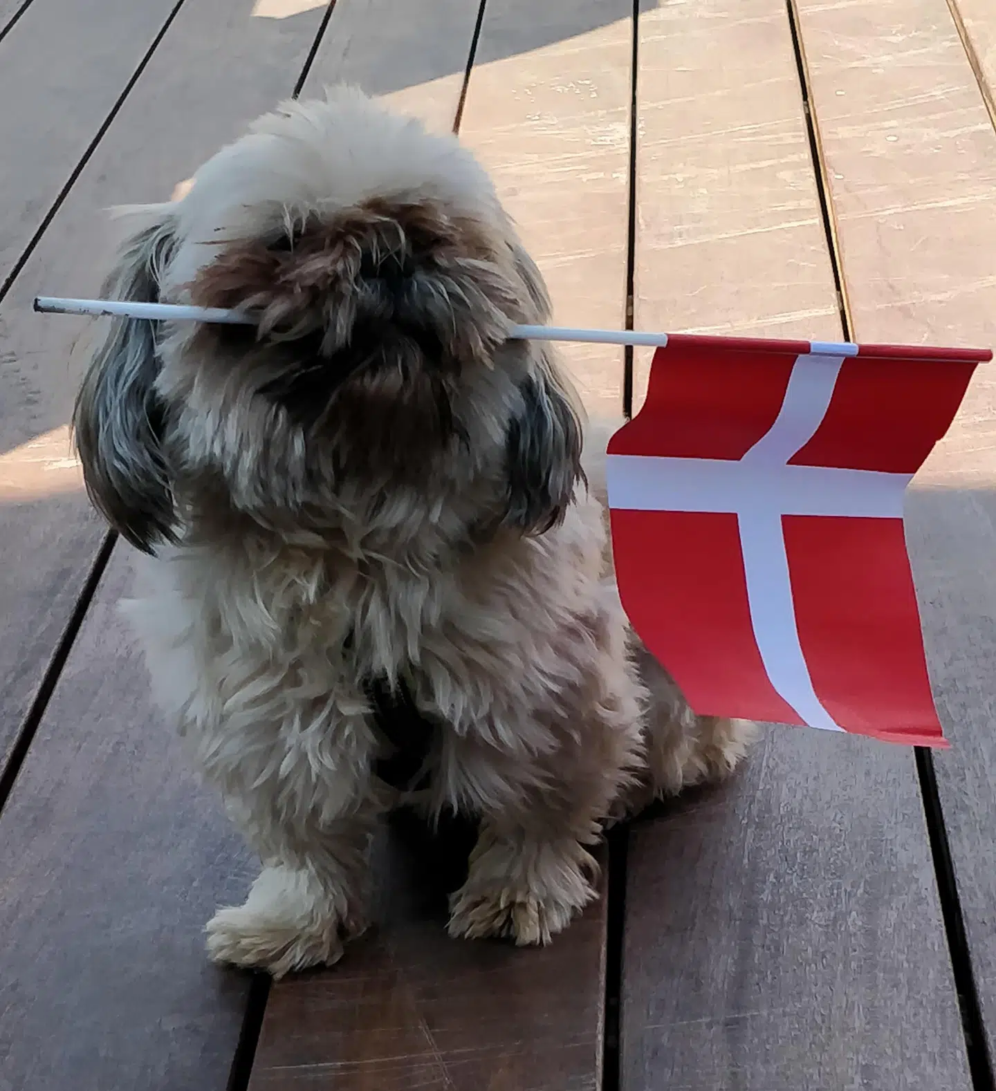 Rikke H. Berthelsens hund ven flager for Danmark.