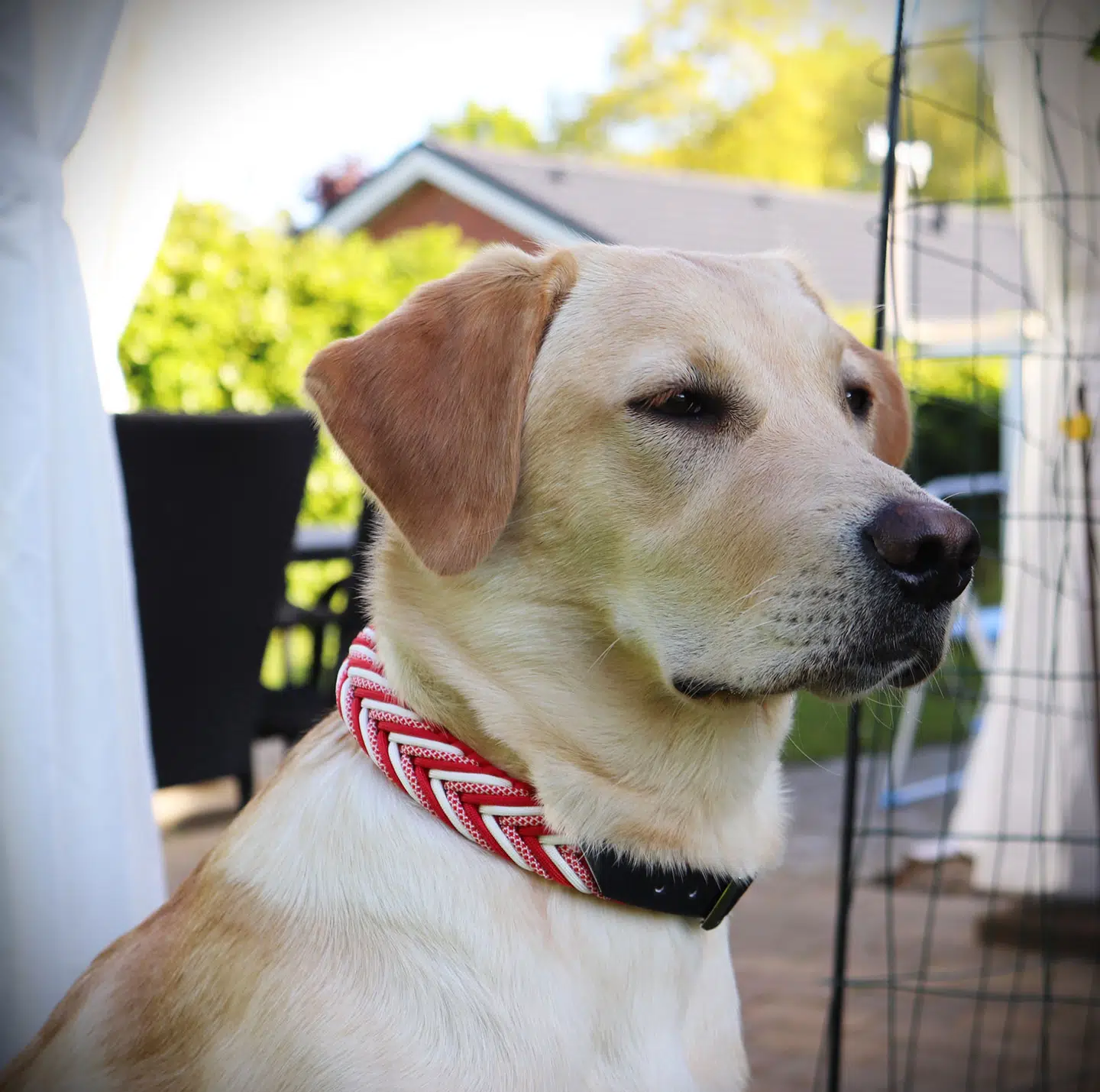 Debbie Sørensens hjemmelavede hundehalsbånd i de danske farver.