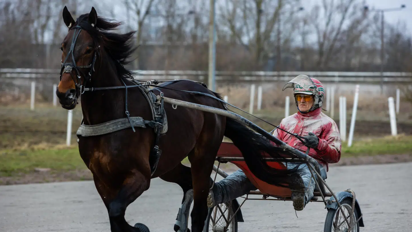 Steen Juul fungerer både som træner og kusk. Det vil sige, at han ligeledes kører sine heste i væddeløb. Foto: Philip Flindt.