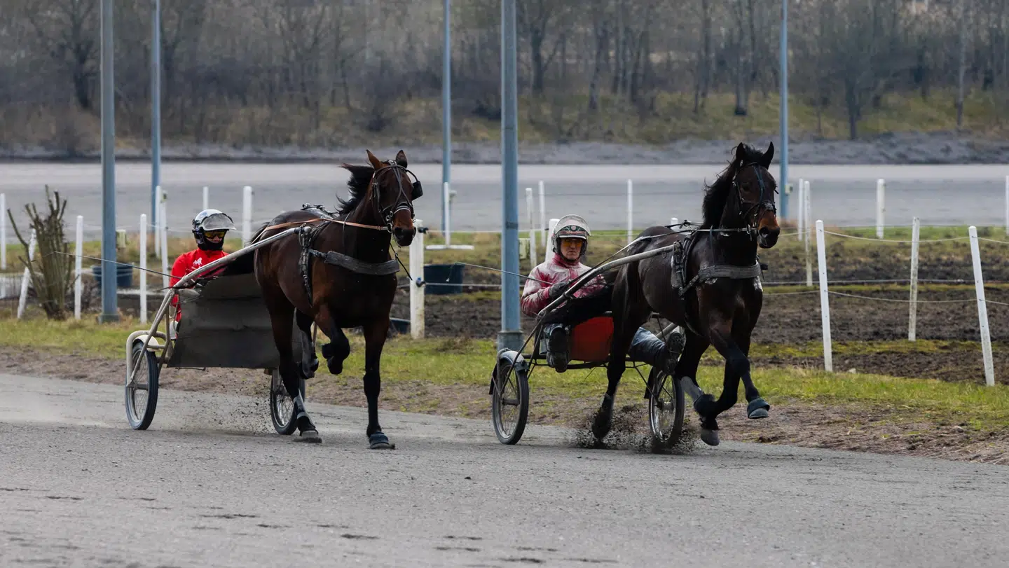 Steen Juul forrest under et træningspas på Skovbo Travbane. Foto: Philip Flindt.