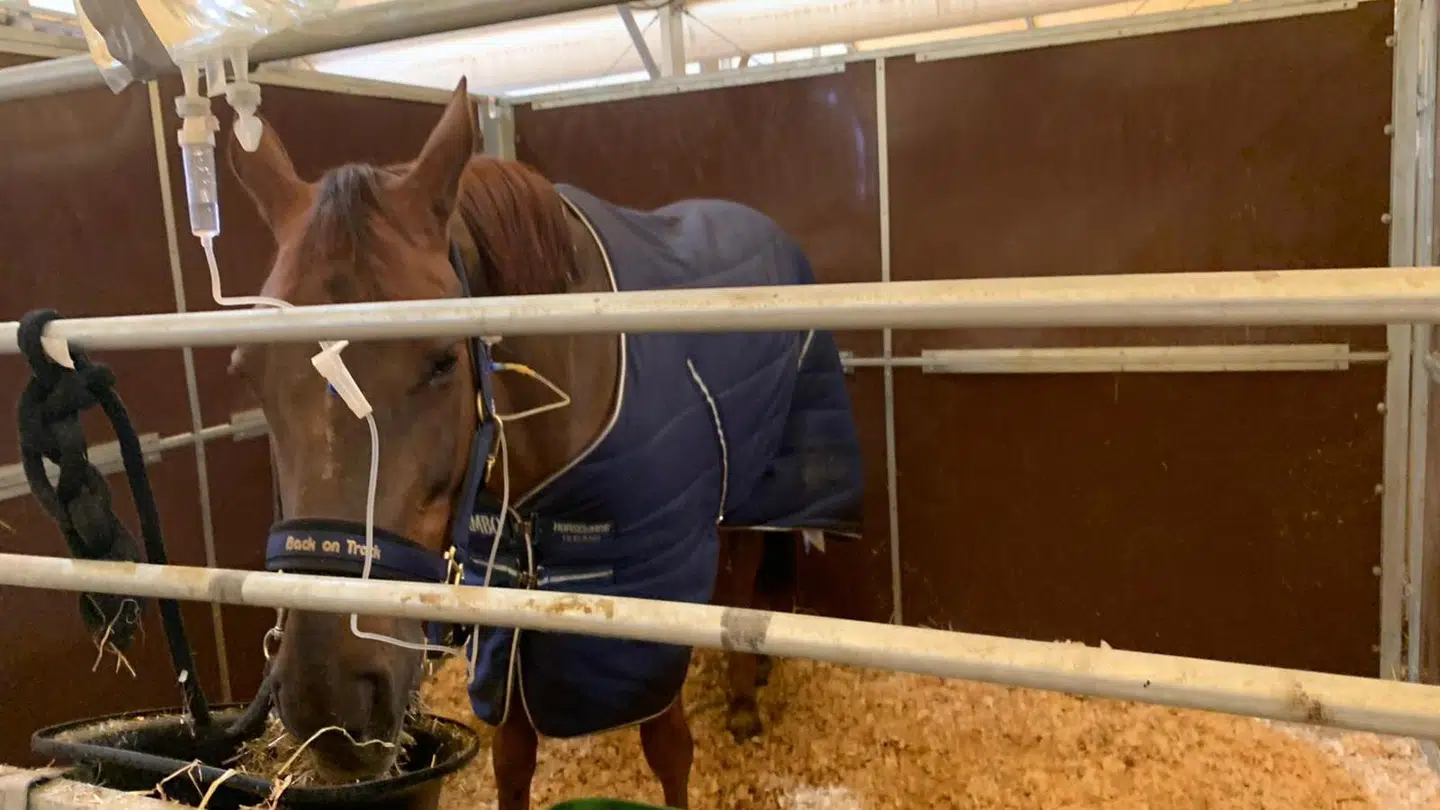 Hoppen Iris van her Fries Hofke overlevede ikke mødet med virus-mareridt i Valencia. (privatfoto)