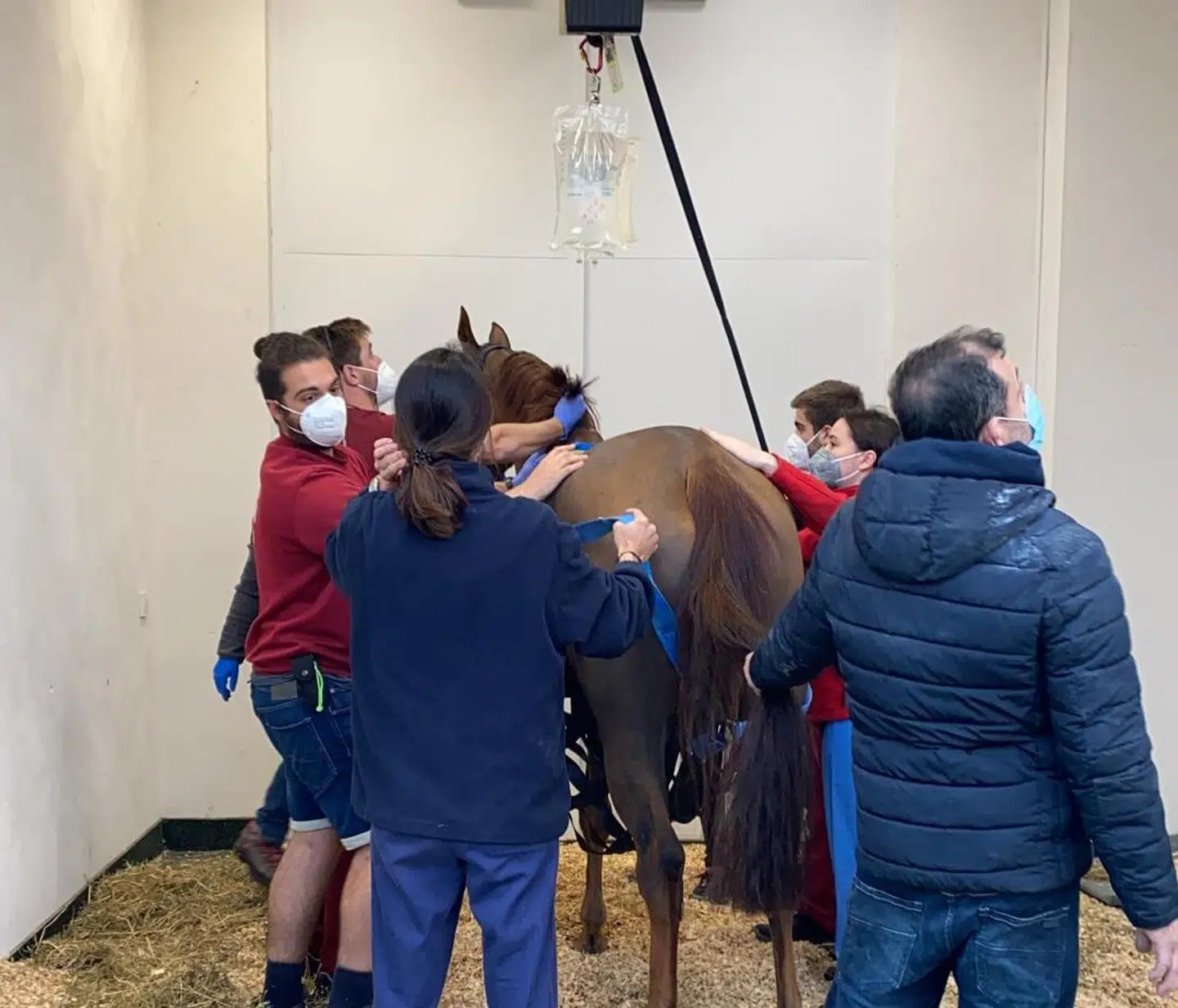 Hoppen Iris van her Fries Hofke kort før, at den måtte aflives med store neurologiske skader. (Privatfoto)
