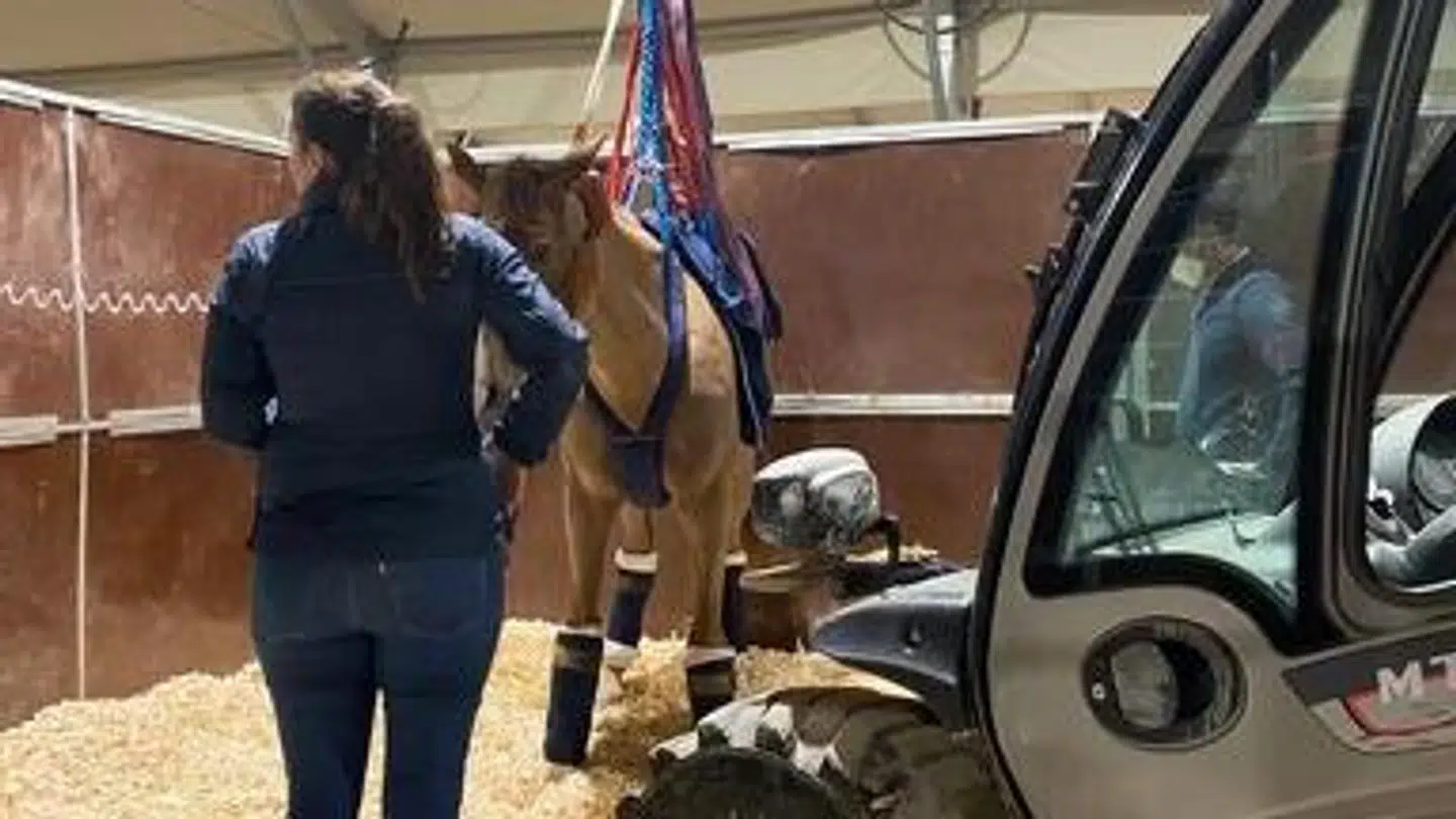 Virussen har ramt hestene så hårdt, at de ikke kan stå op uden hjælp.