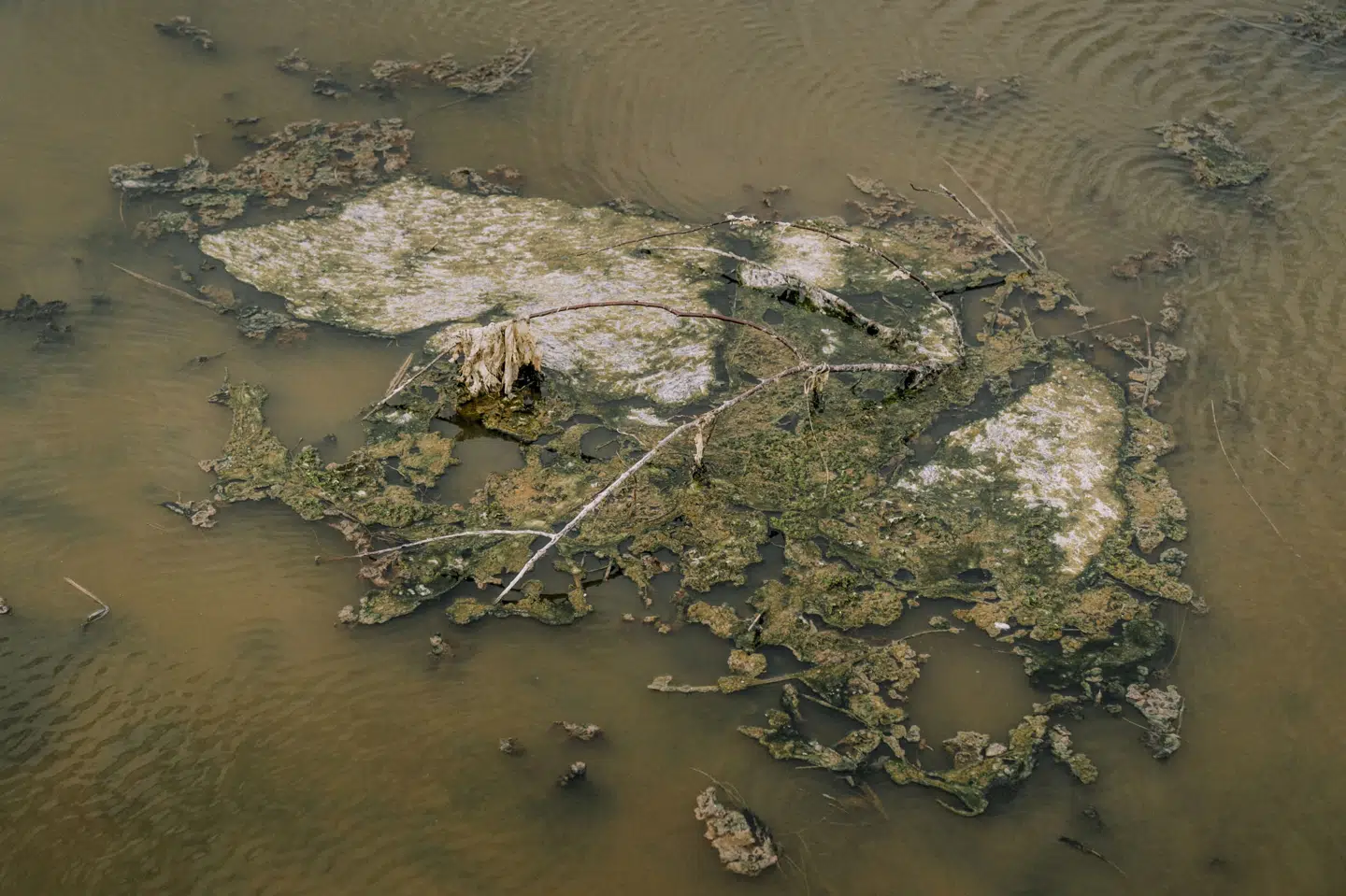 De danske farvande lider under massivt ildsvind. Derfor vil fire partiledere nu redde havmiljøet med en ny akutplan. (Arkivfoto).
