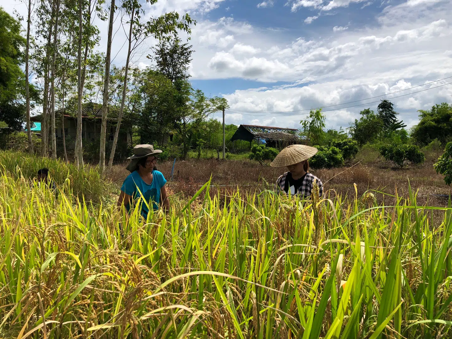 Morfaren har lige præcis marker nok til at kunne høste ris nok til dem selv.