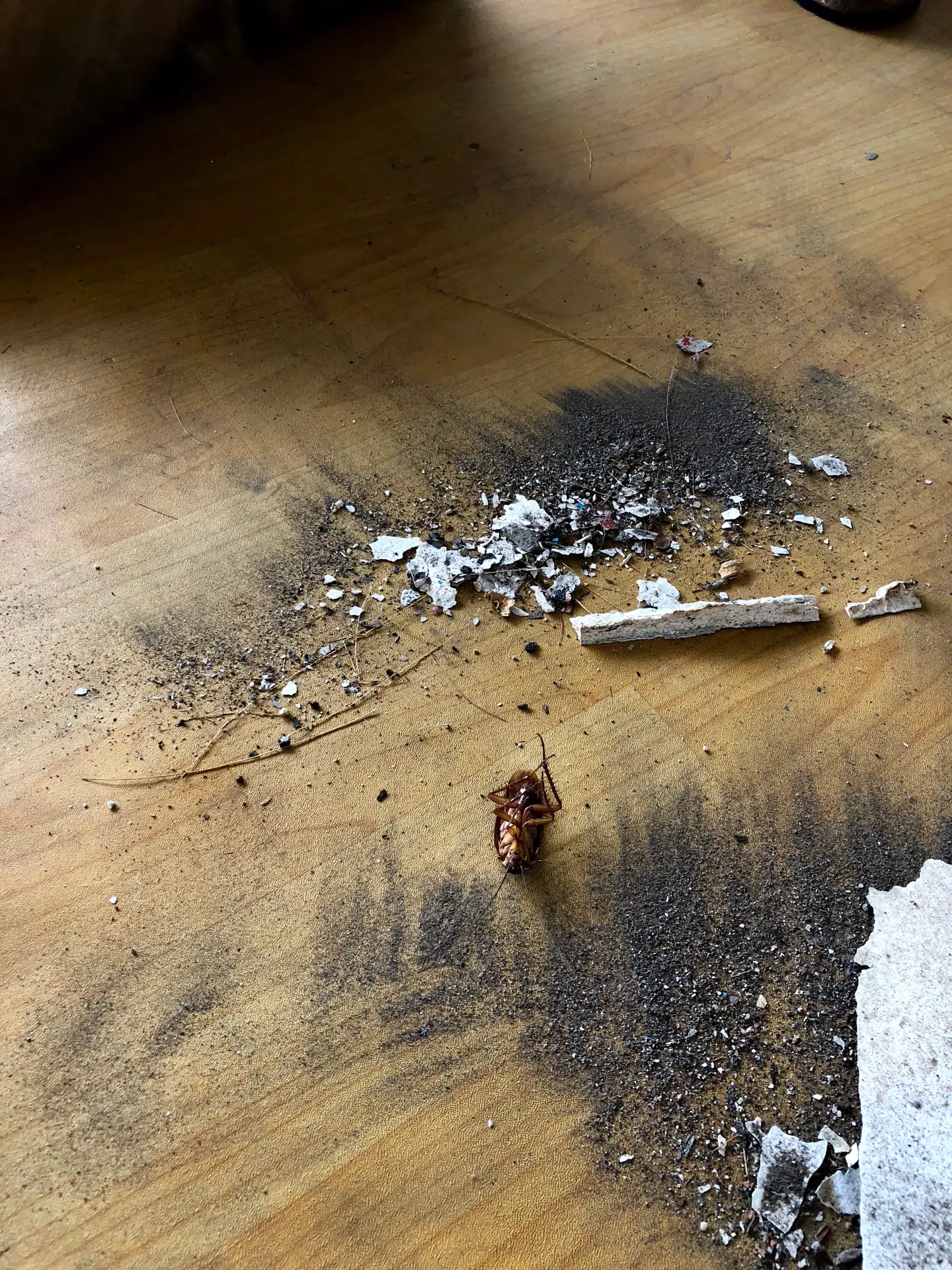 Karkelakken på Baemsnye værelse får en over nakken med kosten.