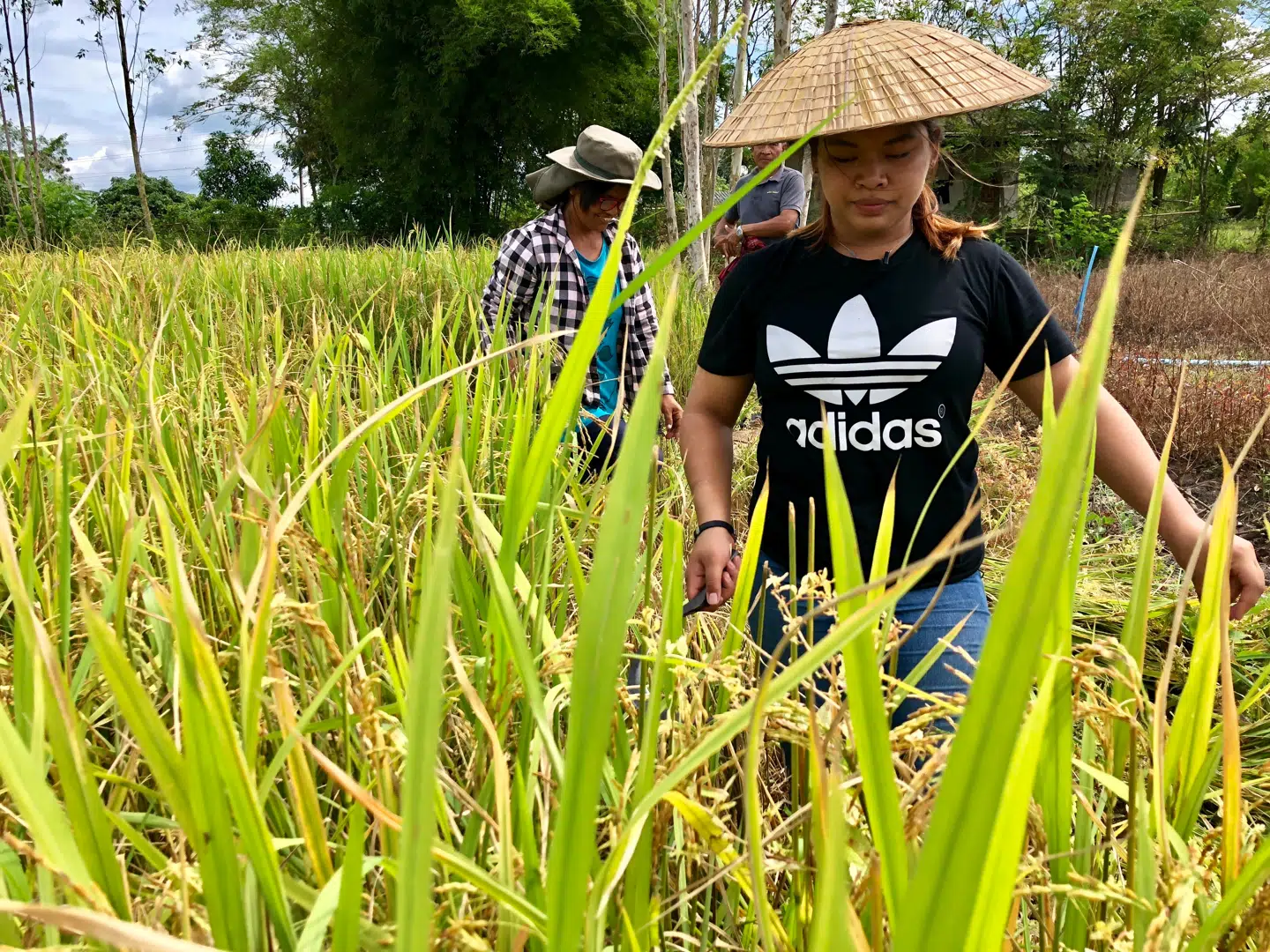 Baem er vant til at hjælpe sin far med at slå græs i Danmark. Men arbejdet i rismarken er langt hårdere på grund af varmen.