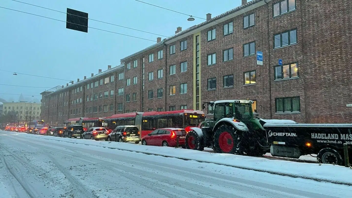 Køerne er bare vokset og vokset.