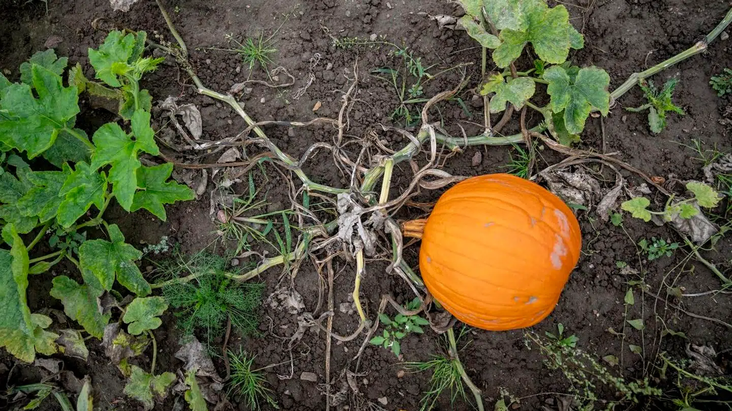 Græskar hos grøntsagsproducenten Thorsbjerggaard er klar til årets halloween, Skælskør, mandag den 2. oktober 2023.