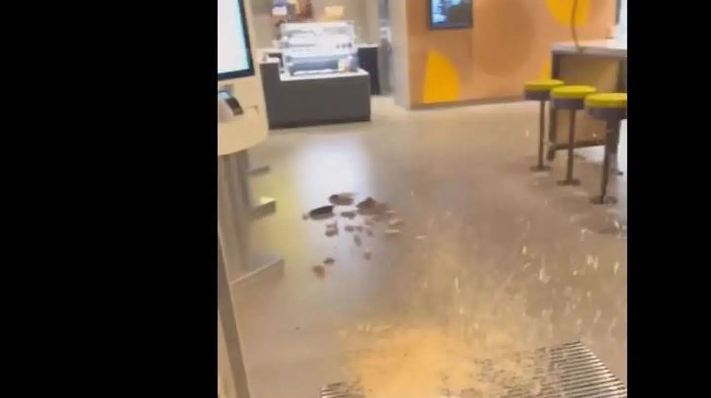 McDonalds i Odense på Risingvej blev onsdag aften angrebet med rotter. Hændelsen er meldt til politiet.
