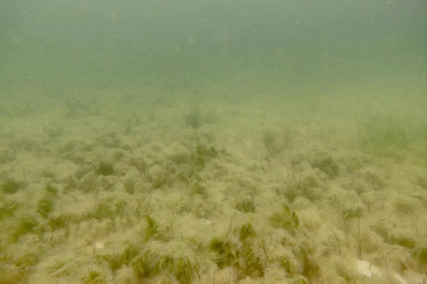 Den primære årsag til iltsvind er tilførslen af store mængder næringsstoffer som kvælstof og fosfor til vandmiljøet. (Arkivfoto).