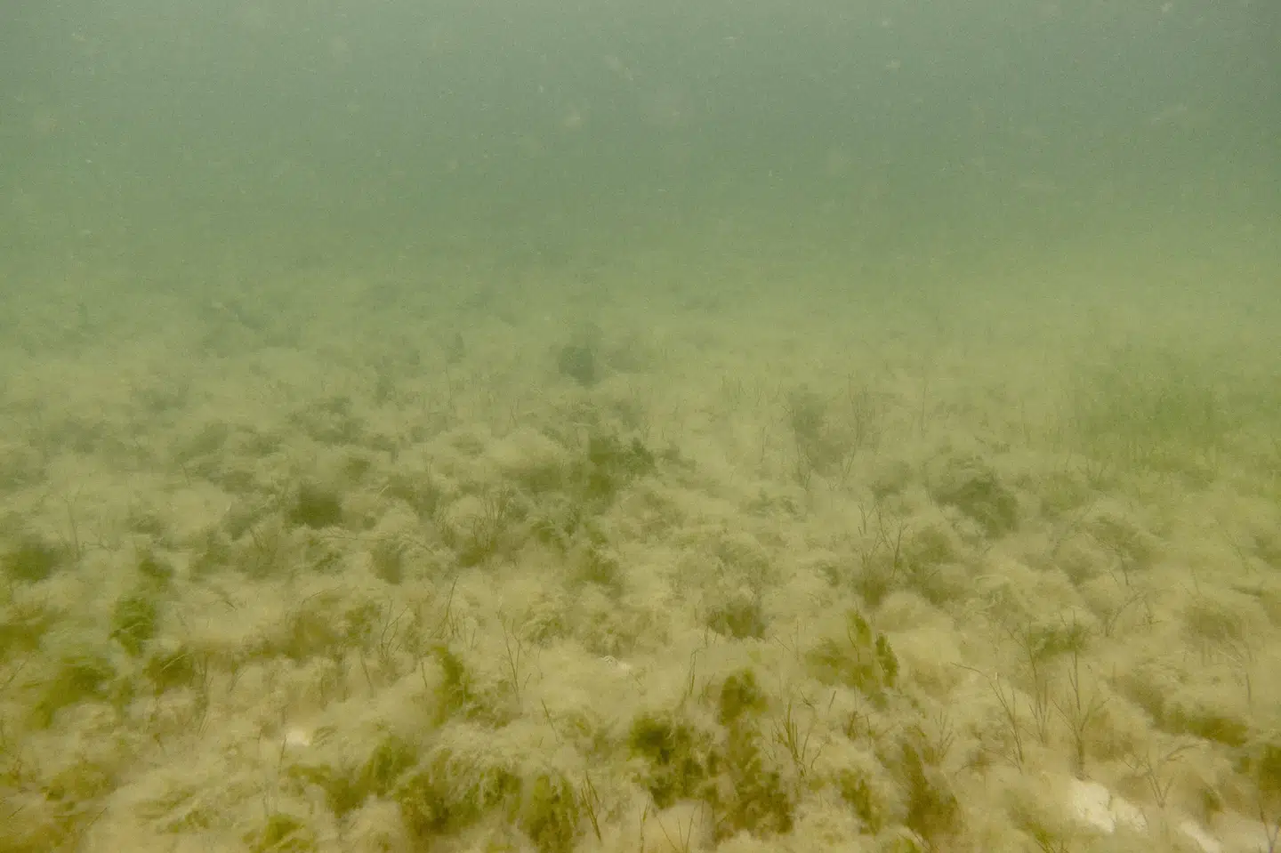 Den primære årsag til iltsvind er tilførslen af store mængder næringsstoffer som kvælstof og fosfor til vandmiljøet. (Arkivfoto).