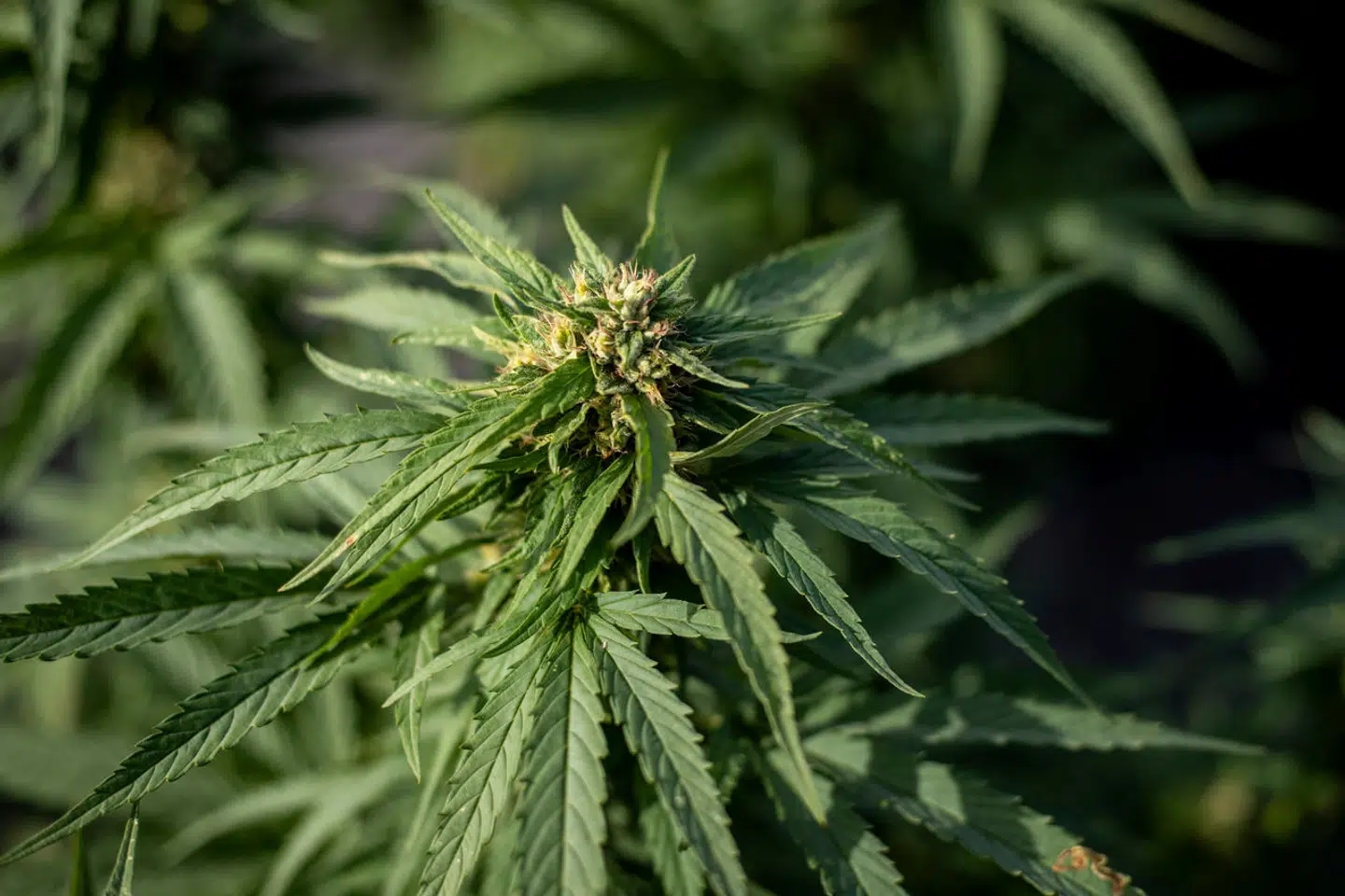 Børsen har interviewet iværksætterne bag en hudplejeserie med cannabis i. Men er det ulovligt eller lovligt?