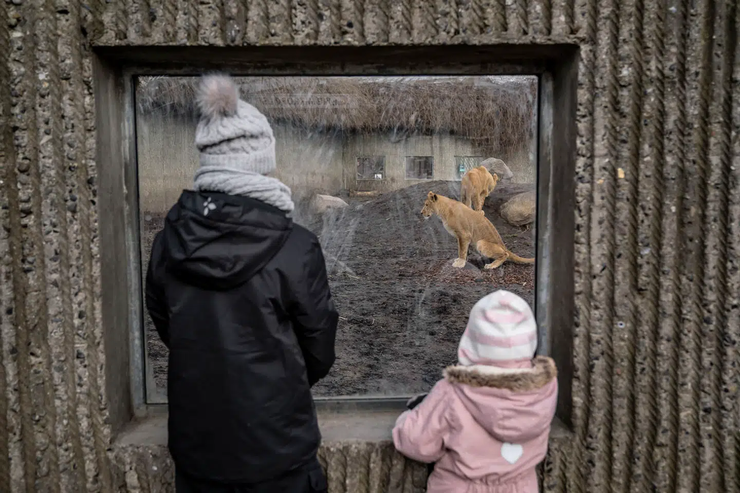 Virkeligheden i Københavns Zoo har været meget andet end søde og spændende dyr.