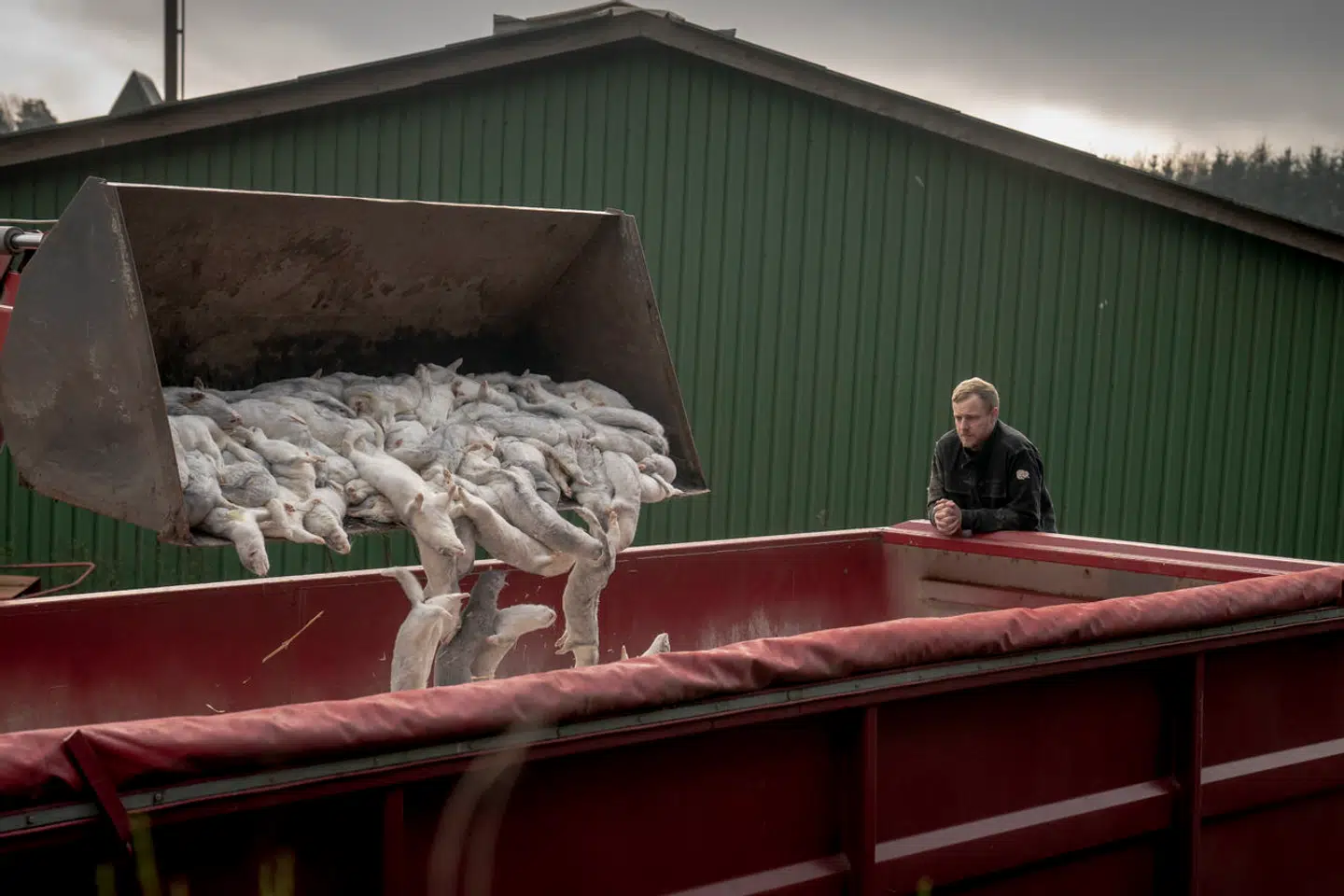 Kim Henriksen i gang med at aflive sine mink på ved Støvring i Nordjylland, november 2020.