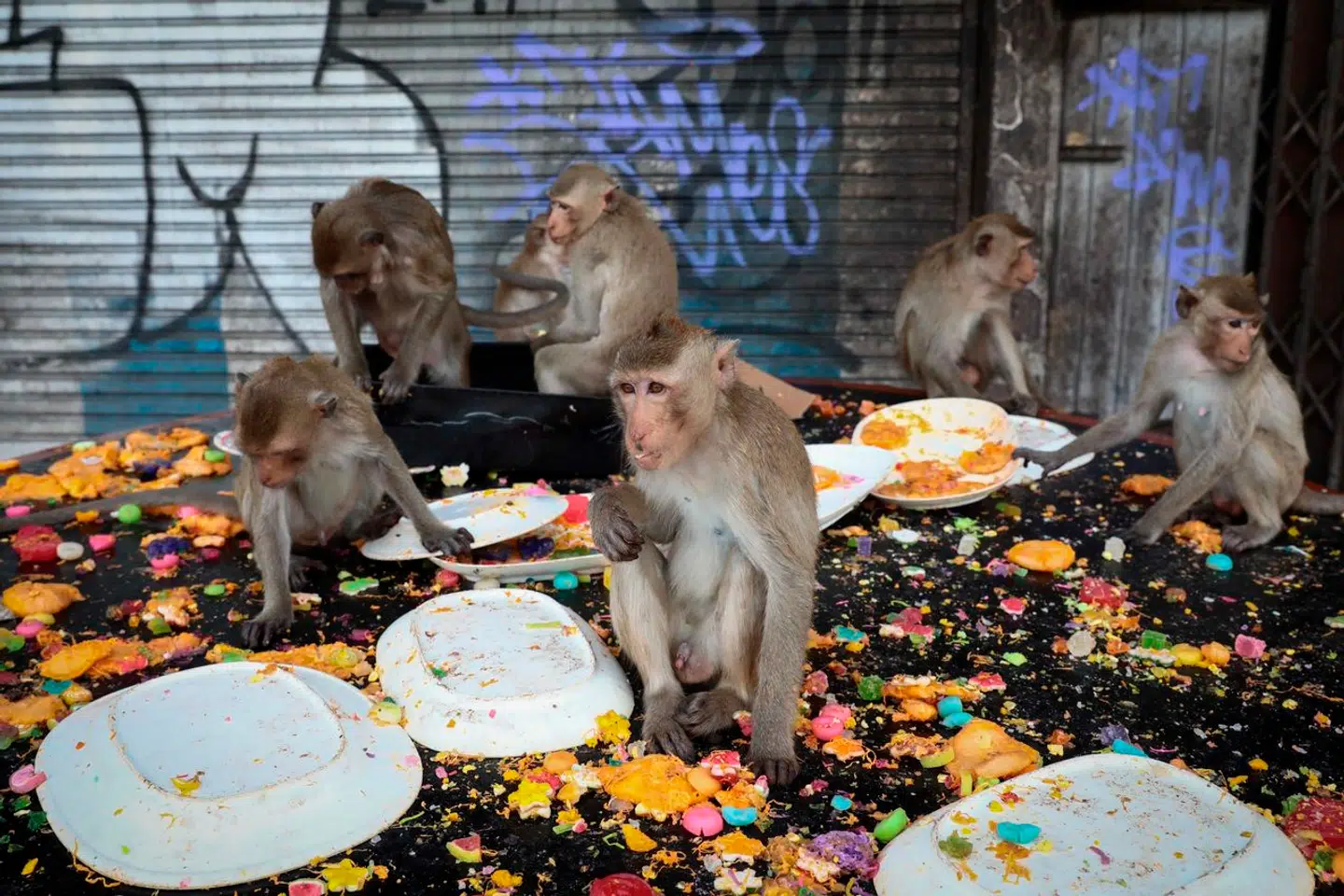 Det er sandt, at mennesket er i familie med aberne, men det er selvindlysende, at vi som intelligensvæsner burde evne at opføre os mindre dyrisk end vores primatfætre, når vi for eksempel spiser sammen. Billedet er taget ved den årlige Abe-buffet Festival i Lopburi-provinsen i Thailand.