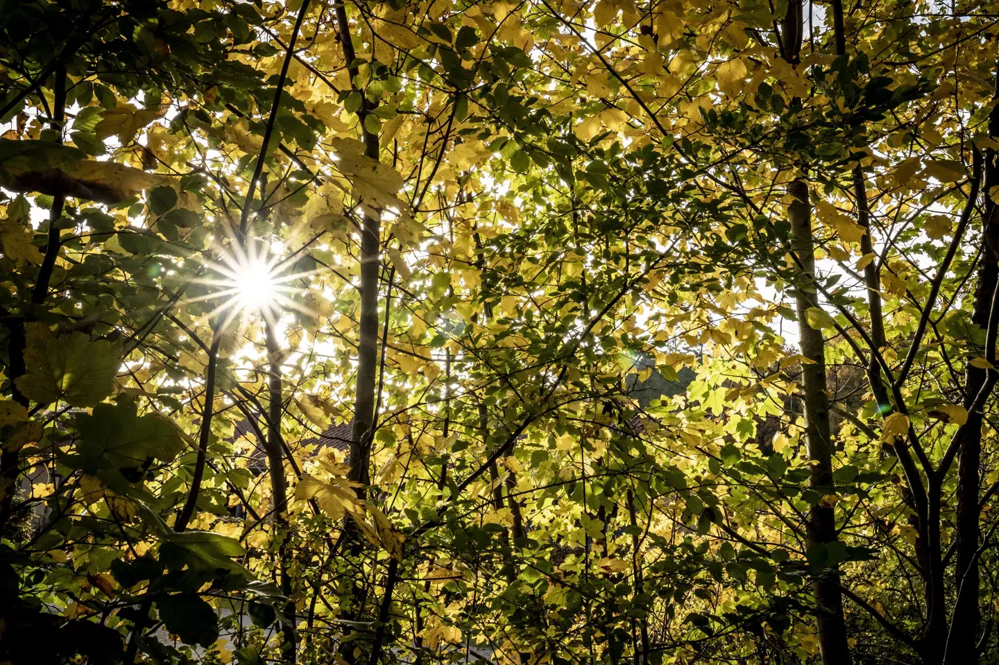 Blandt habitattyper, som naturgenopretningsloven dækker, er skovområder. (Arkivfoto).