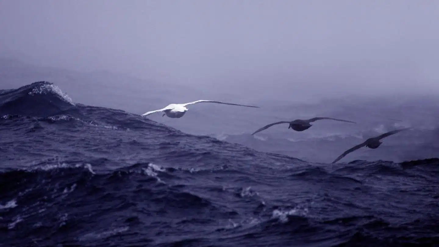 Tag jer i agt: Her kommer albatrospolitiet! Disse albatrosser er dog uden det elektroniske udstyr, som monteres på ryggen af fuglene.