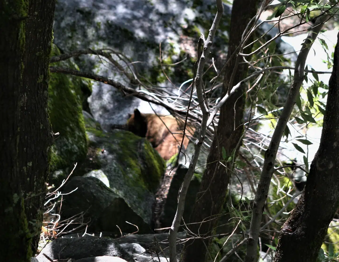 Vi så en halvsovende sortbjørn gemt bag træerne.