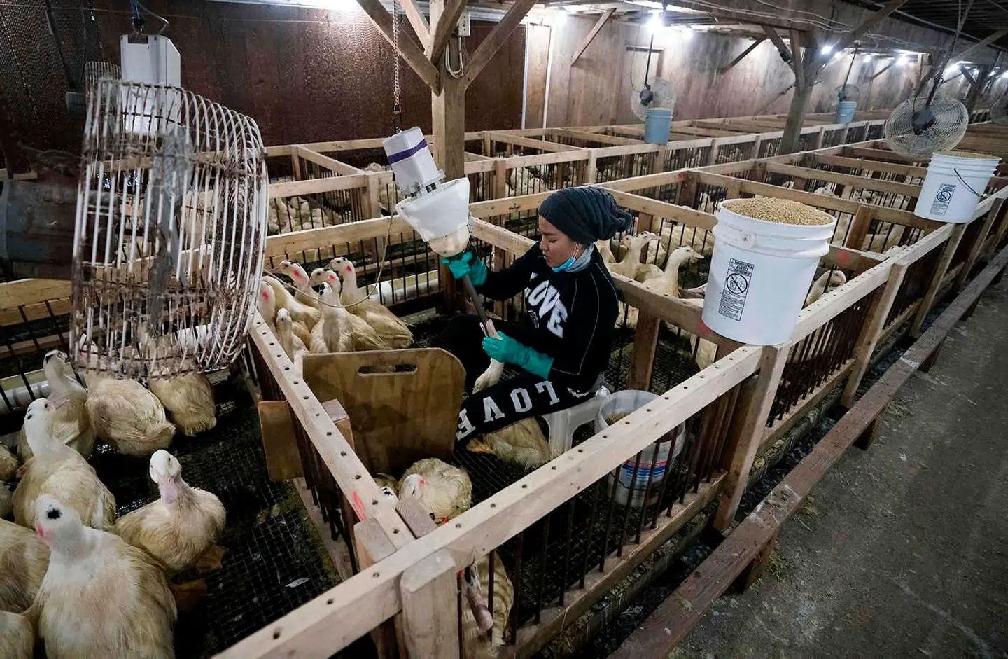 Ikke kun i Frankrig, men også her i på Hudson Valley Duck Farm i USA, producerer man foie gras efter de traditionelle metoder.