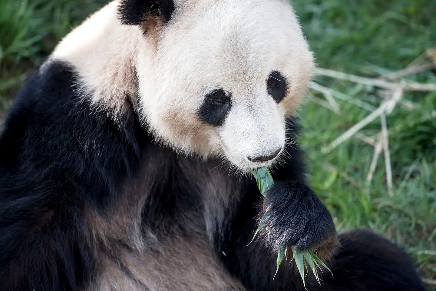 Københavns Zoo bortredigerede Taiwan i forbindelse med åbning af panda-anlægget. Arkivfoto.